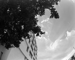 Exterior of Office Building with Foliage, Tampa, Florida, A by George Skip Gandy IV