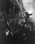 Building Exterior Seen through Shrubbery, Tampa, Florida, A by George Skip Gandy IV