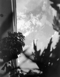 Building Exterior Seen through Shrubbery, Tampa, Florida, B by George Skip Gandy IV