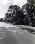 Horizon 2000 Street with Trees by George Skip Gandy IV