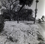Howell Park Fence, Tampa, C by George Skip Gandy IV