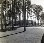 Carrollwood Village Golf and Tennis Club for Environmental Landscaping Systems, AA by George Skip Gandy IV