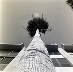 Carrollwood Village Golf and Tennis Club for Environmental Landscaping Systems, AB by George Skip Gandy IV