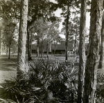 Carrollwood Village Golf and Tennis Club for Environmental Landscaping Systems, AD by George Skip Gandy IV