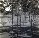 Carrollwood Village Golf and Tennis Club for Environmental Landscaping Systems, AP by George Skip Gandy IV