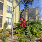 Carrollwood Village Golf and Tennis Club for Environmental Landscaping Systems, BV by George Skip Gandy IV