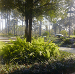 Carrollwood Village Golf and Tennis Club for Environmental Landscaping Systems, DG by George Skip Gandy IV