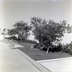 Carrollwood Village Community Pool for Environmental Landscaping Systems, B by George Skip Gandy IV