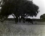 Child on Horse near Hollowtree Dr, C by George Skip Gandy IV