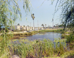 Pond in Front of Marina Club Condominiums in Tampa, F by George Skip Gandy IV