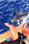 Captain Shayne releasing 500 plus pound blue marlin Crooked Island Bahamas June 2014