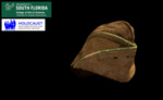 WWII US Army Hat by USF Institute for Digital Exploration