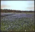 Slide, Field of Iris - Iris savannarum