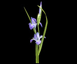 Slide, Iris giganticaerulea