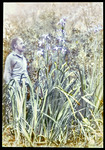 Slide, Man in Iris giganticaerulea