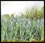 Slide, Iris savannarum Group