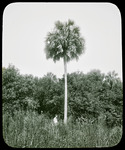 Slide, Unlabeled slide of man and palm tree