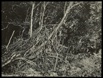 Slide, Vanilla Plants in "Coppice" Along Lisbon Creek, Andros Island, Bahamas, Image 864