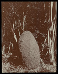 Slide, Ant-House on Ground in "Coppice", Andros Island, Bahamas