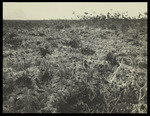 Slide, Unlabeled Landscape and Plants, Image 882