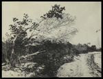 Slide, Unlabeled Landscape and Plants, Image 883