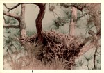 Great horned owl using eagle's nest