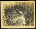 Lue Gim Gong Inspecting Leaves of his Orange Trees