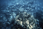 Underwater View of Anegada Patch Reef 9, British Virgin Islands, October 15-20, 1988 A