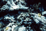 Underwater View of Anegada Patch Reef 9, British Virgin Islands, October 15-20, 1988 C