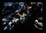Underwater View of Anegada Patch Reef 9, British Virgin Islands, October 15-20, 1988 D