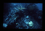 Underwater View of Anegada Patch Reef 9, British Virgin Islands, October 15-20, 1988 E