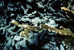 Underwater View of Anegada Patch Reef 9, British Virgin Islands, October 15-20, 1988 F