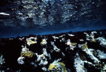 Underwater View of Anegada Patch Reef 9 Ceramium nitens, British Virgin Islands