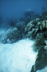 Underwater View of Anegada Patch Reef 9, British Virgin Islands, October 15-20, 1988 G