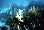 Underwater View of Anegada Patch Reef 9, British Virgin Islands, October 15-20, 1988 H