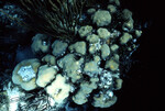 Underwater View of Anegada Patch Reef 9, British Virgin Islands, October 15-20, 1988 I