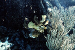 Underwater View of Anegada Patch Reef 9, British Virgin Islands, October 15-20, 1988 J