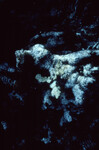 Underwater View of Anegada Patch Reef 9, British Virgin Islands, October 15-20, 1988 K