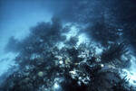 Underwater View of Anegada Patch Reef 9, British Virgin Islands, October 15-20, 1988 L