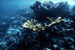 Underwater View of Anegada Patch Reef 10, British Virgin Islands, A