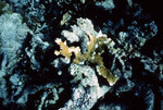 Underwater View of Anegada Patch Reef 10, British Virgin Islands, B