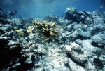 Underwater View of Anegada Patch Reef 10, British Virgin Islands, C