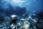Underwater View of Anegada Patch Reef 10, British Virgin Islands, D