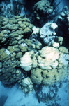 Underwater View of Anegada Patch Reef 10, British Virgin Islands, E