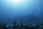 John Ogden and Peers Dive On Coral Gardens Reef Near West Dog Island, British Virgin Islands