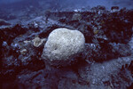 Dead Brain Coral in Coral Gardens, West Dog Island, British Virgin Islands