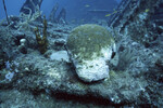 Algae Grows on Dead Brain Coral in Coral Gardens, West Dog Island, British Virgin Islands, B