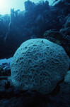 Round Brain Coral in Coral Gardens, West Dog Island, British Virgin Islands