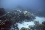 Fish Swim Amongst Mustard Hill Coral in Coral Gardens, West Dog Island, British Virgin Islands