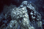 Algae Grows on Dying Coral in Coral Gardens, West Dog Island, British Virgin Islands, A